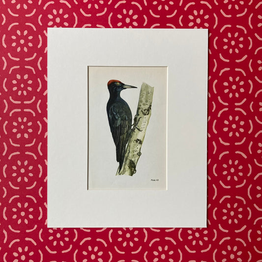 1960s Black Woodpecker Mounted Print ~ 8 x 10"