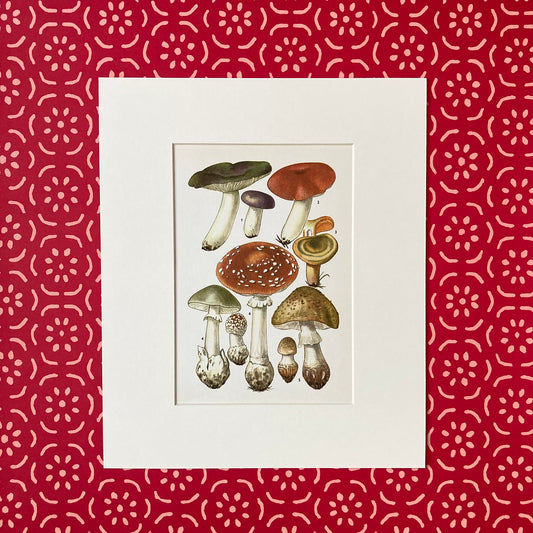 1970s Mushrooms Mounted Print ~ 10 x 12"