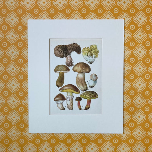 1970s Mushrooms Mounted Print ~ 10 x 12"