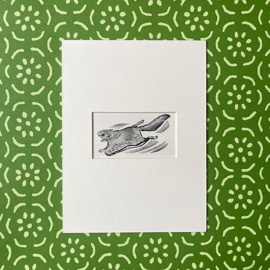 1960s Flying Squirrel Mounted Print ~ 8 x 6"
