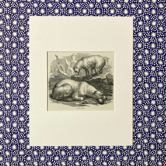 1880s Polar Bear Mounted Print ~ 8 x 10"