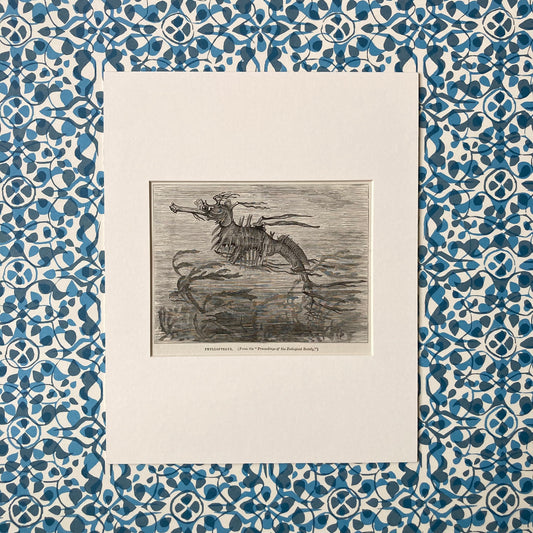 1880s Seadragon Mounted Print ~ 8 x 10"