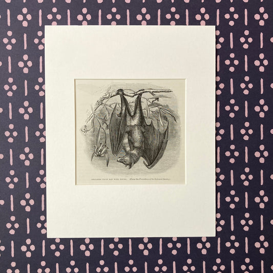 1880s Fruit Bat Mounted Print ~ 8 x 10"