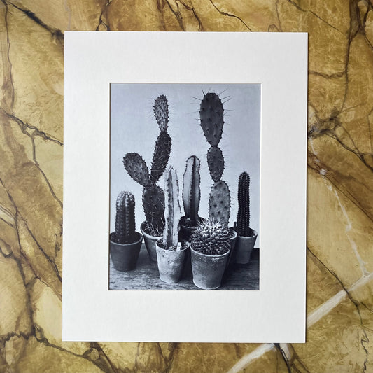 1960s Monochrome Cacti Mounted Print ~ 11 x 14"
