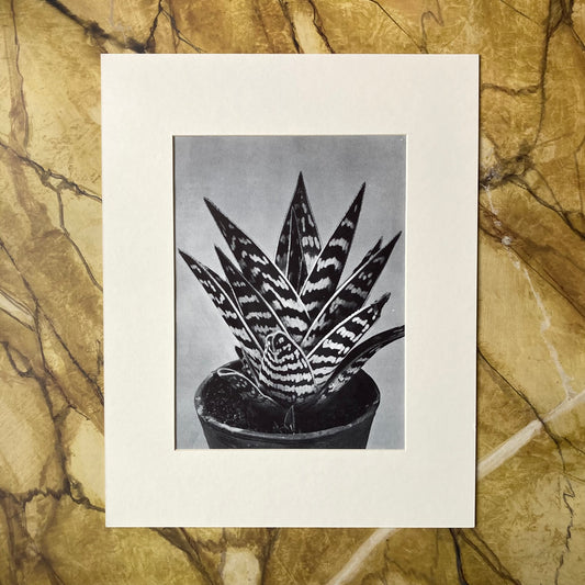1960s Monochrome Aloe Mounted Print ~ 11 x 14"