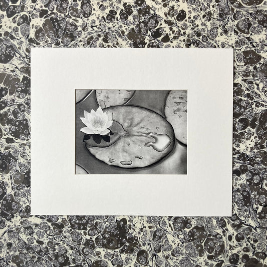 1960s Monochrome Lily Pond Mounted Print ~ 10 x 12"