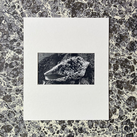 1960s Monochrome Marble Cone Shell Mounted Print ~ 10 x 12"