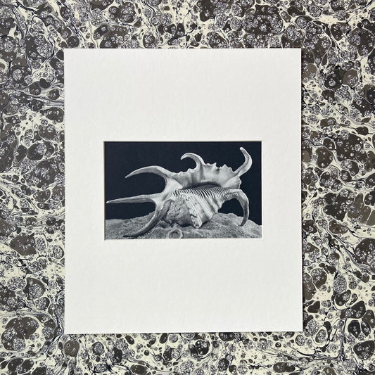 1960s Monochrome Spider Conch Shell Mounted Print ~ 10 x 12"