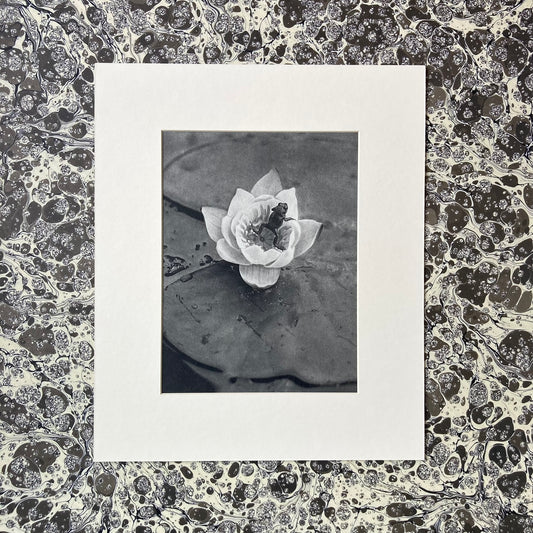 1960s Monochrome Frog on a Lily Pad Mounted Print ~ 10 x 12"