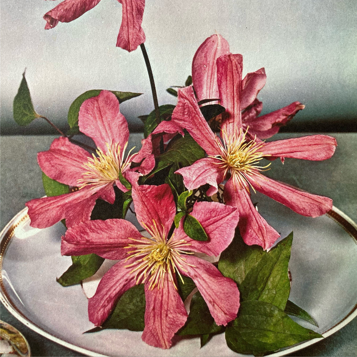 1960s Pink Clematis Mounted Print ~ 11 x 14"