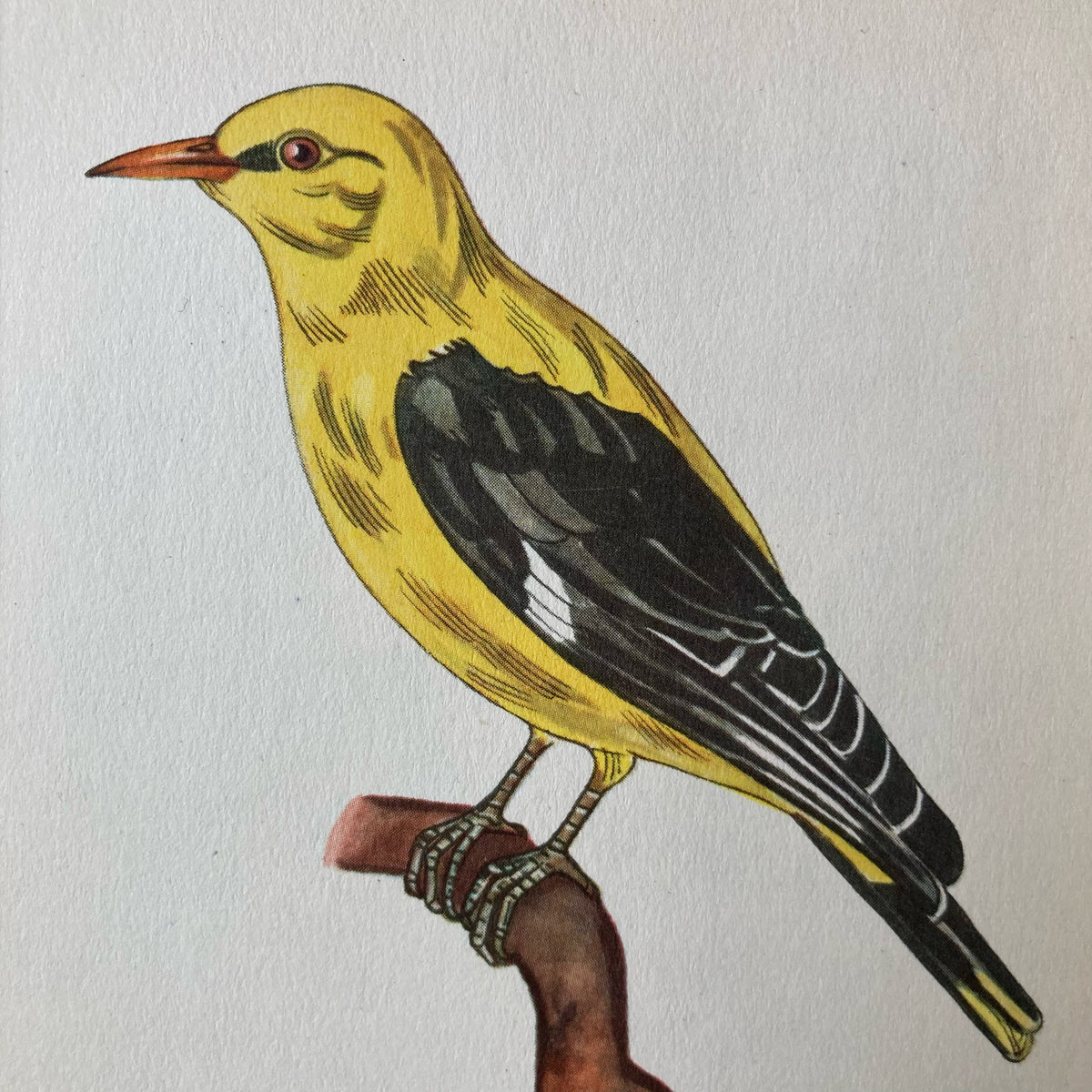 1960s Golden Oriole Mounted Print ~ 8 x 10"