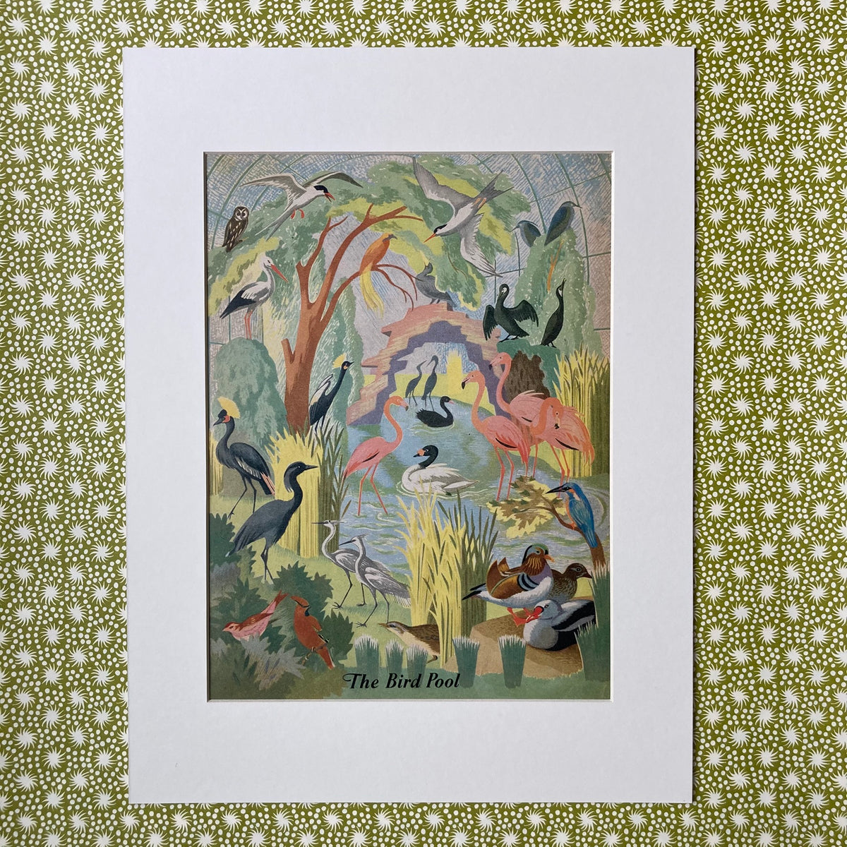 1950s Bird Pool Mounted Print ~ 30 x 40cm