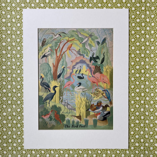 1950s Bird Pool Mounted Print ~ 30 x 40cm