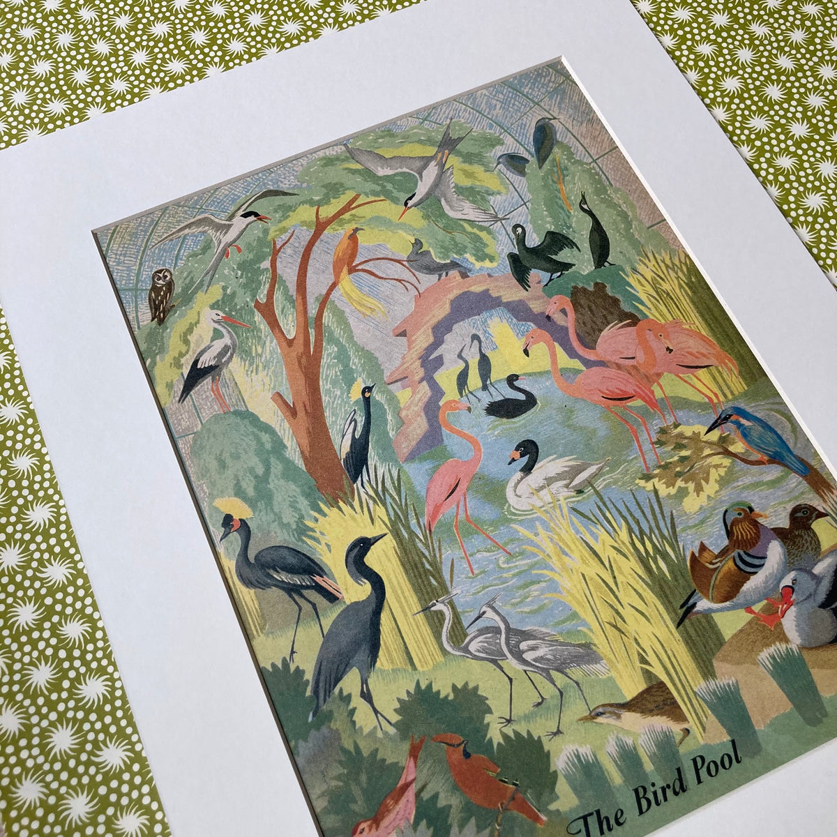 1950s Bird Pool Mounted Print ~ 30 x 40cm