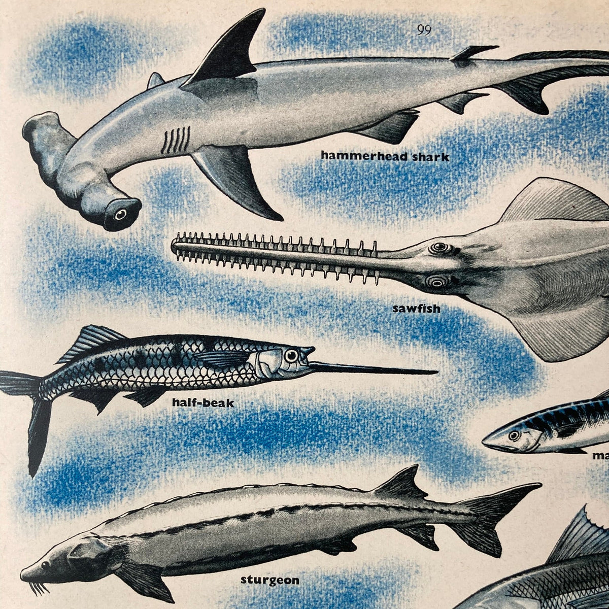 1950s Fish At Many Depths Mounted Print ~ 30 x 40cm
