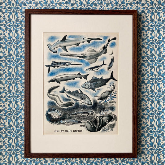 1950s Fish At Many Depths Mounted Print ~ 30 x 40cm