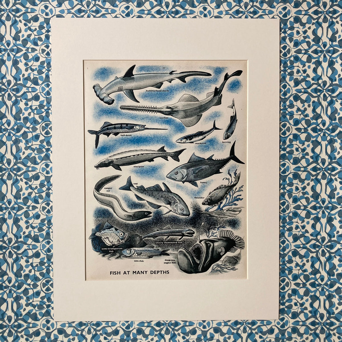 1950s Fish At Many Depths Mounted Print ~ 30 x 40cm