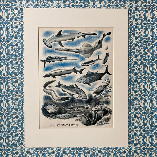 1950s Fish At Many Depths Mounted Print ~ 30 x 40cm