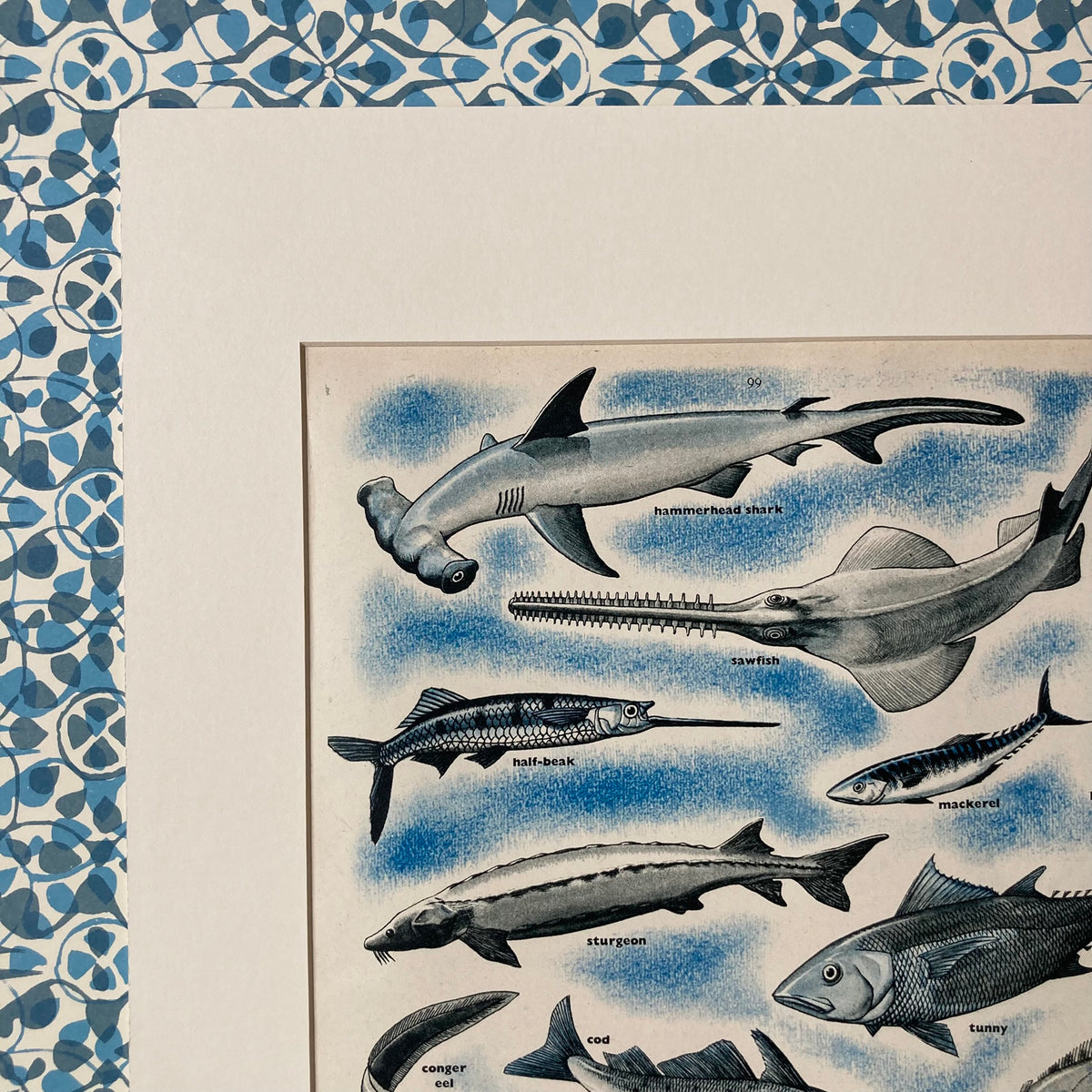 1950s Fish At Many Depths Mounted Print ~ 30 x 40cm