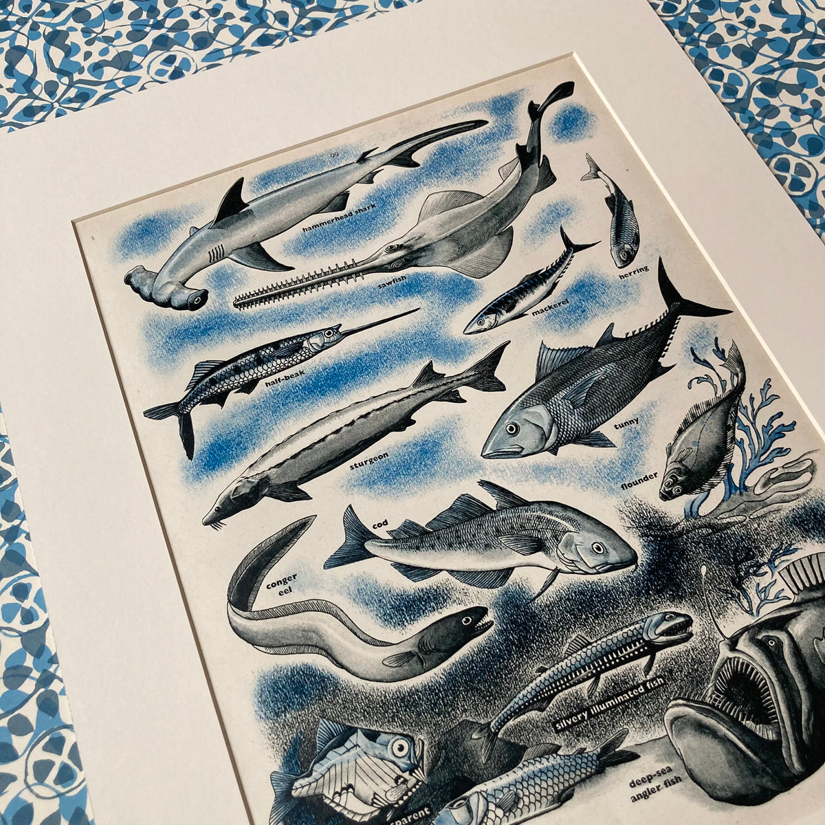 1950s Fish At Many Depths Mounted Print ~ 30 x 40cm