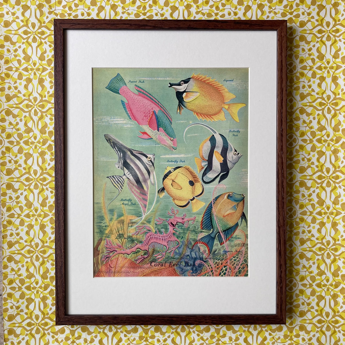 1950s Coral Reef Fish Mounted Print 30 x 40cm