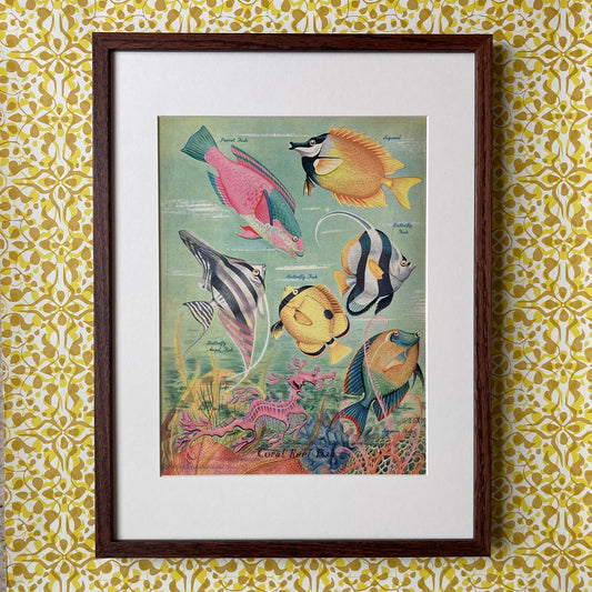 1950s Coral Reef Fish Mounted Print 30 x 40cm