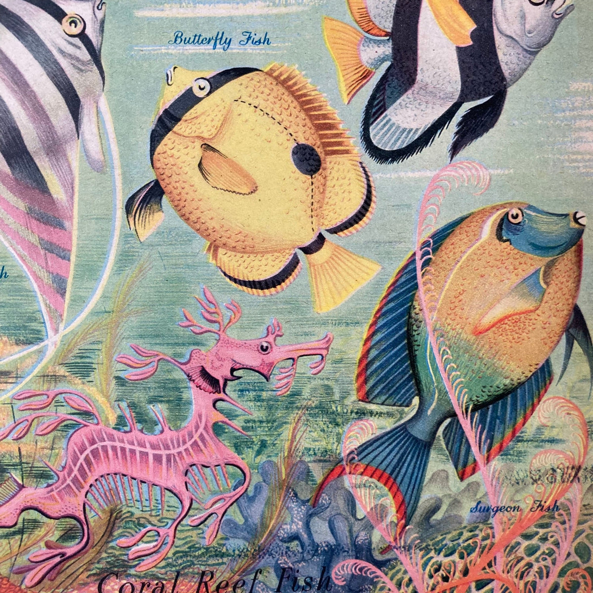 1950s Coral Reef Fish Mounted Print 30 x 40cm