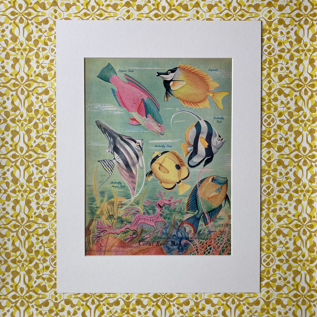 1950s Coral Reef Fish Mounted Print 30 x 40cm