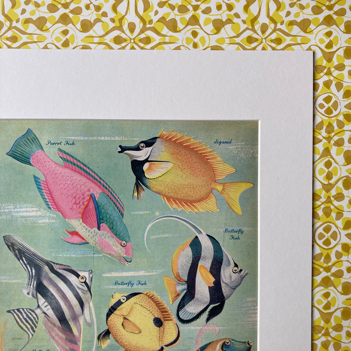 1950s Coral Reef Fish Mounted Print 30 x 40cm