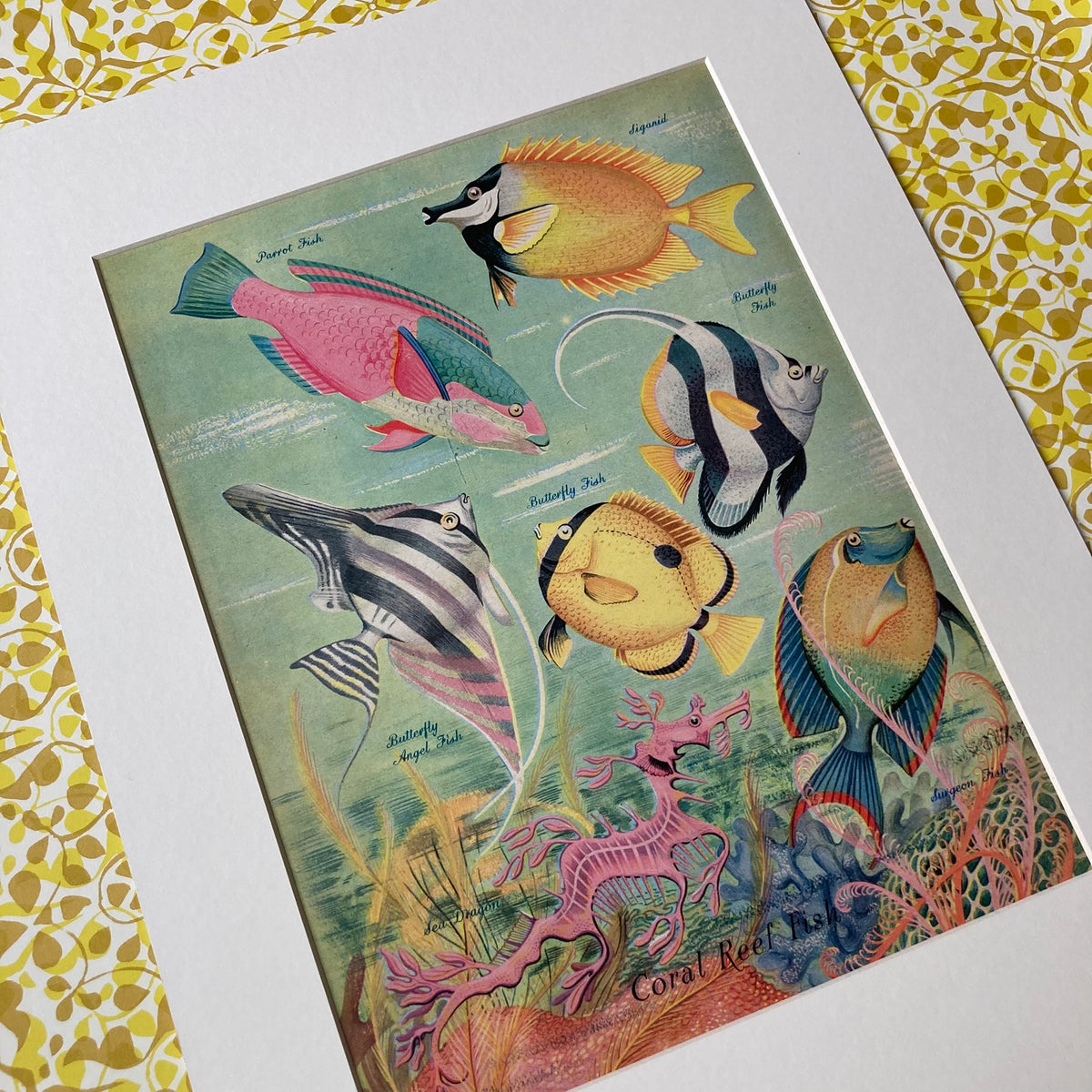 1950s Coral Reef Fish Mounted Print 30 x 40cm