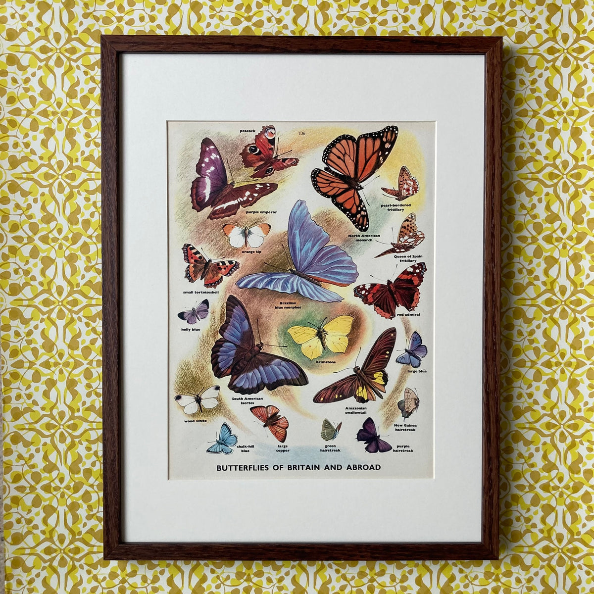 1950s Many Butterflies Mounted Print ~ 30 x 40cm