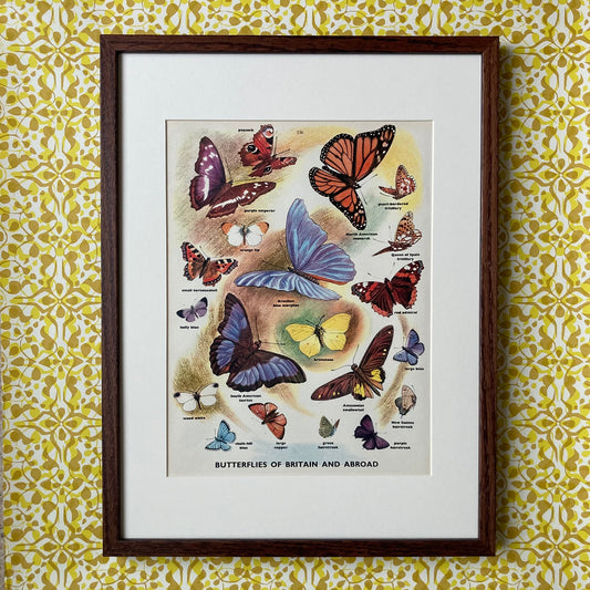 1950s Many Butterflies Mounted Print ~ 30 x 40cm