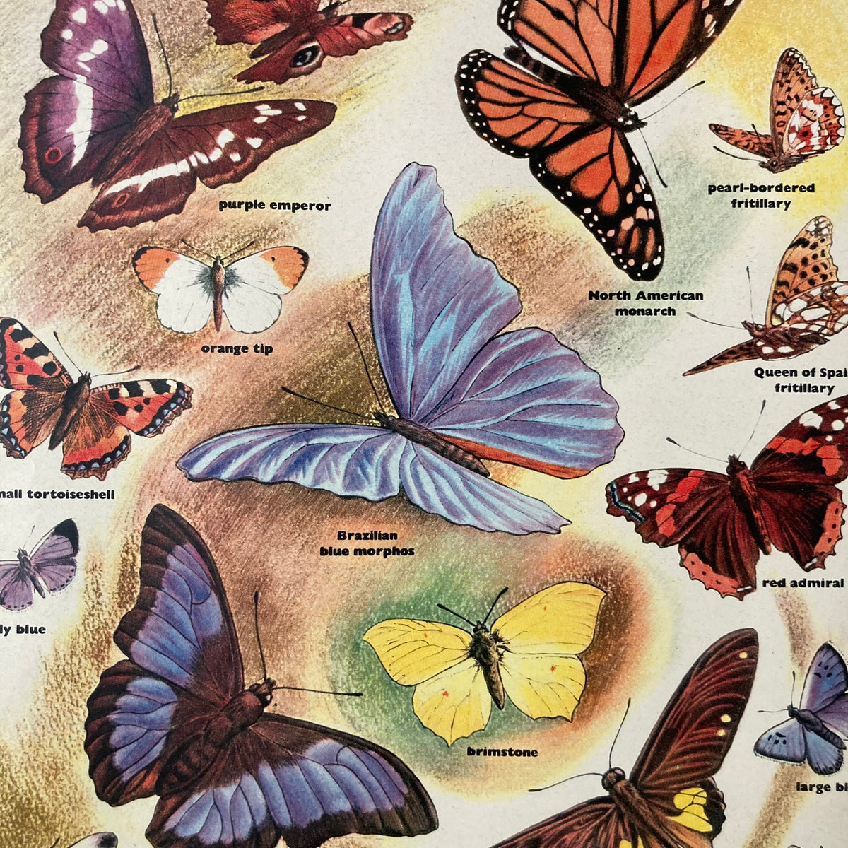 1950s Many Butterflies Mounted Print ~ 30 x 40cm