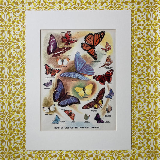 1950s Many Butterflies Mounted Print ~ 30 x 40cm