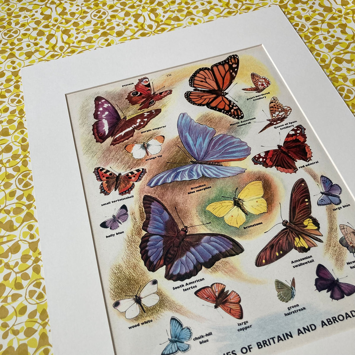 1950s Many Butterflies Mounted Print ~ 30 x 40cm