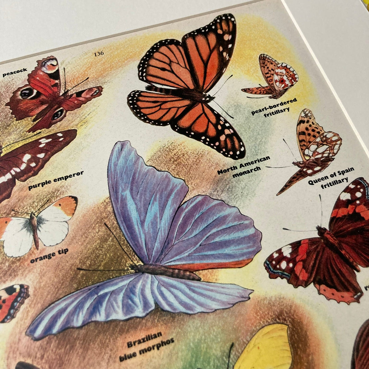 1950s Many Butterflies Mounted Print ~ 30 x 40cm