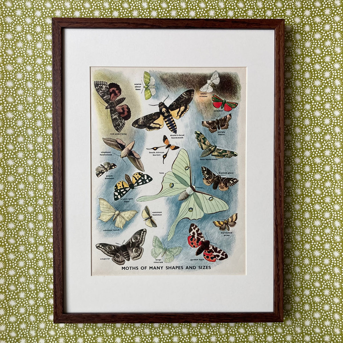 1950s Many Moths Mounted Print ~ 30 x 40cm