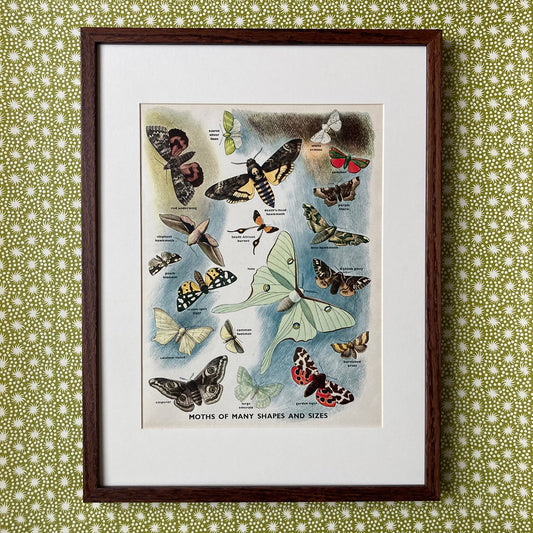 1950s Many Moths Mounted Print ~ 30 x 40cm