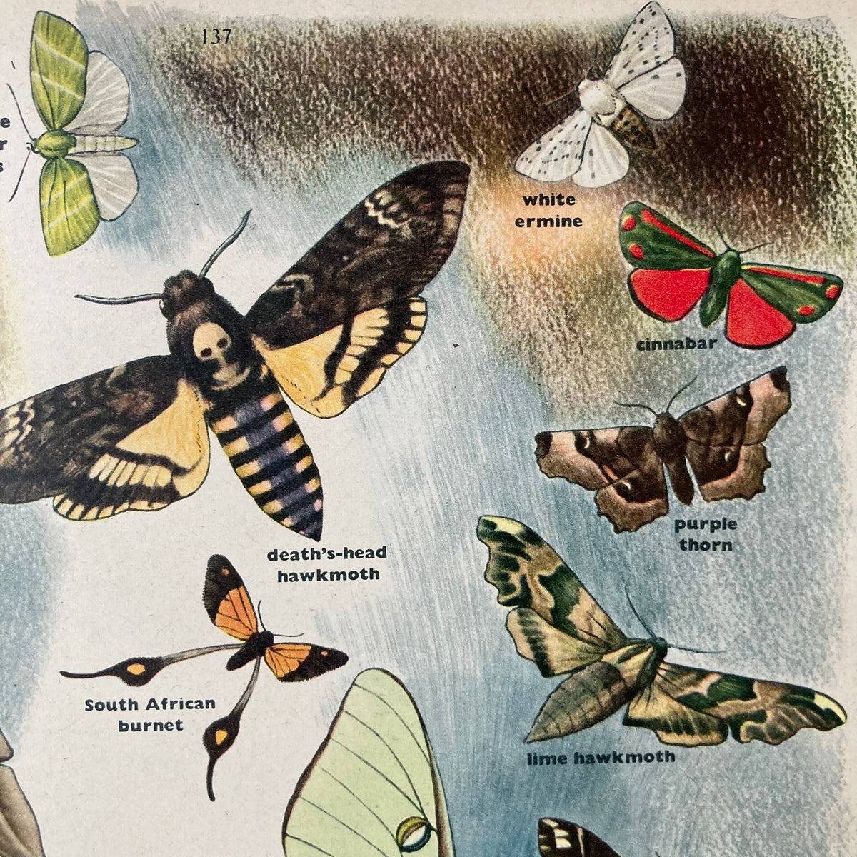 1950s Many Moths Mounted Print ~ 30 x 40cm