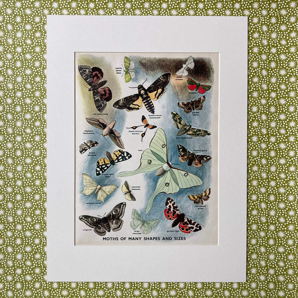 1950s Many Moths Mounted Print ~ 30 x 40cm
