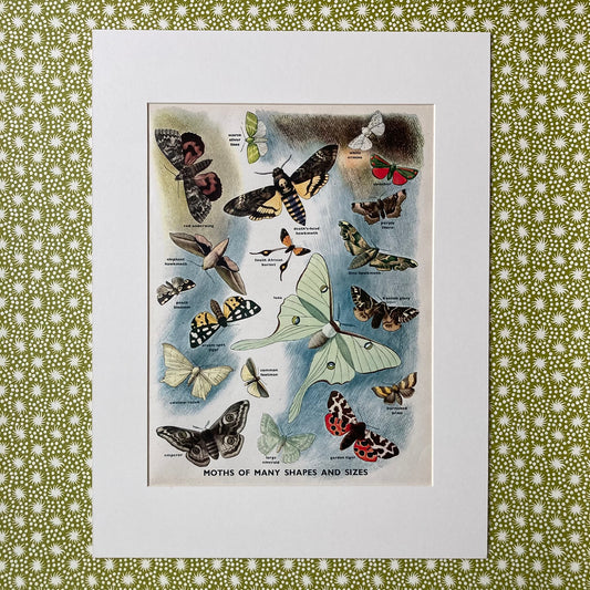 1950s Many Moths Mounted Print ~ 30 x 40cm