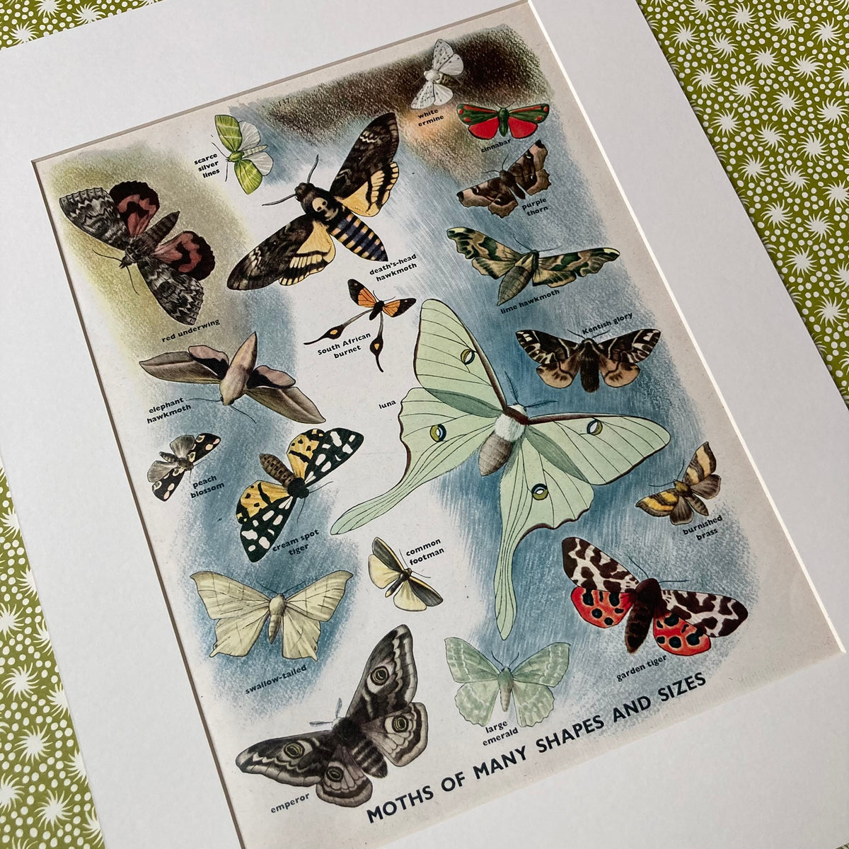 1950s Many Moths Mounted Print ~ 30 x 40cm