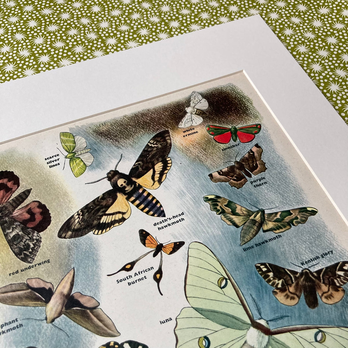 1950s Many Moths Mounted Print ~ 30 x 40cm