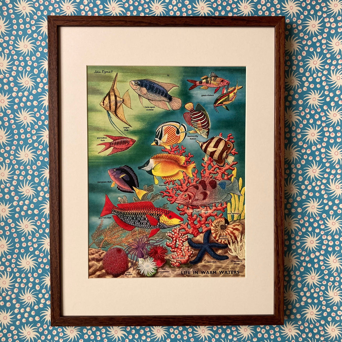 1950s Tropical Fish Mounted Print ~ 30 x 40cm