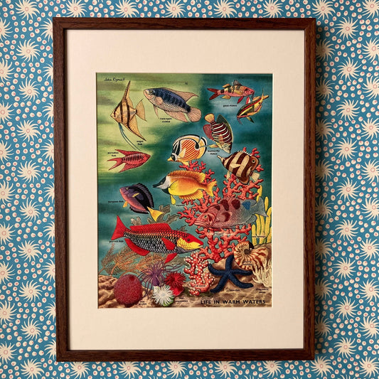 1950s Tropical Fish Mounted Print ~ 30 x 40cm