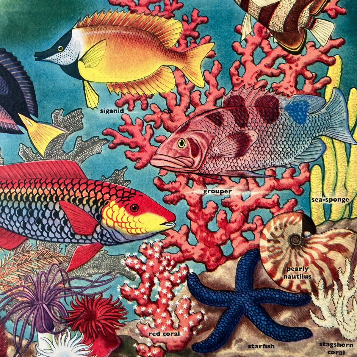 1950s Tropical Fish Mounted Print ~ 30 x 40cm