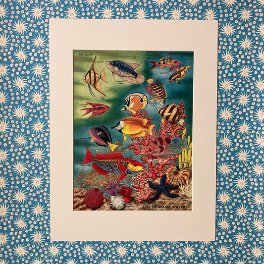 1950s Tropical Fish Mounted Print ~ 30 x 40cm