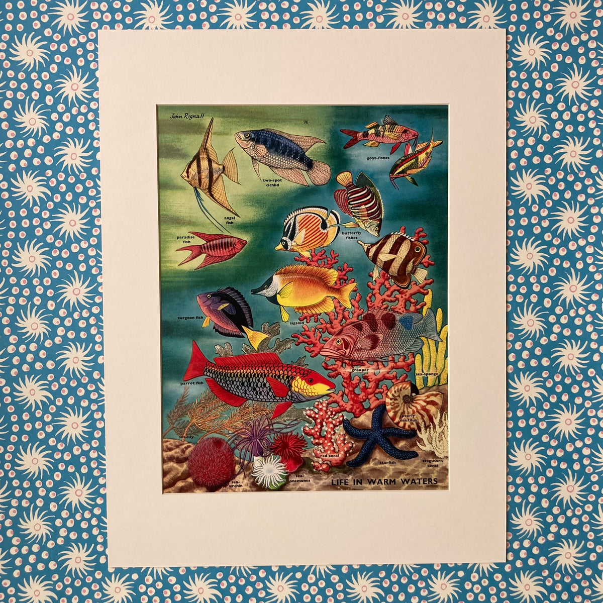 1950s Tropical Fish Mounted Print ~ 30 x 40cm