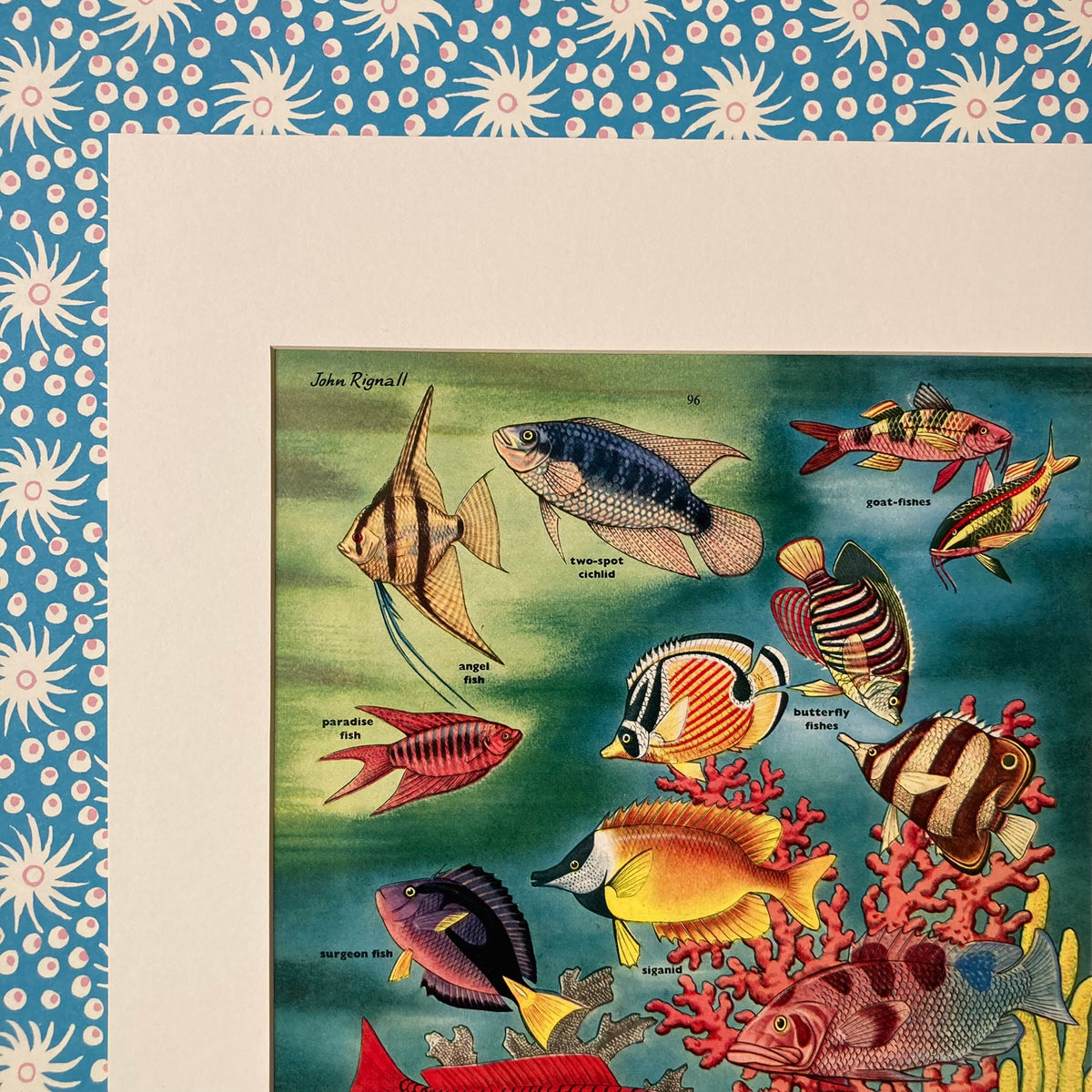 1950s Tropical Fish Mounted Print ~ 30 x 40cm