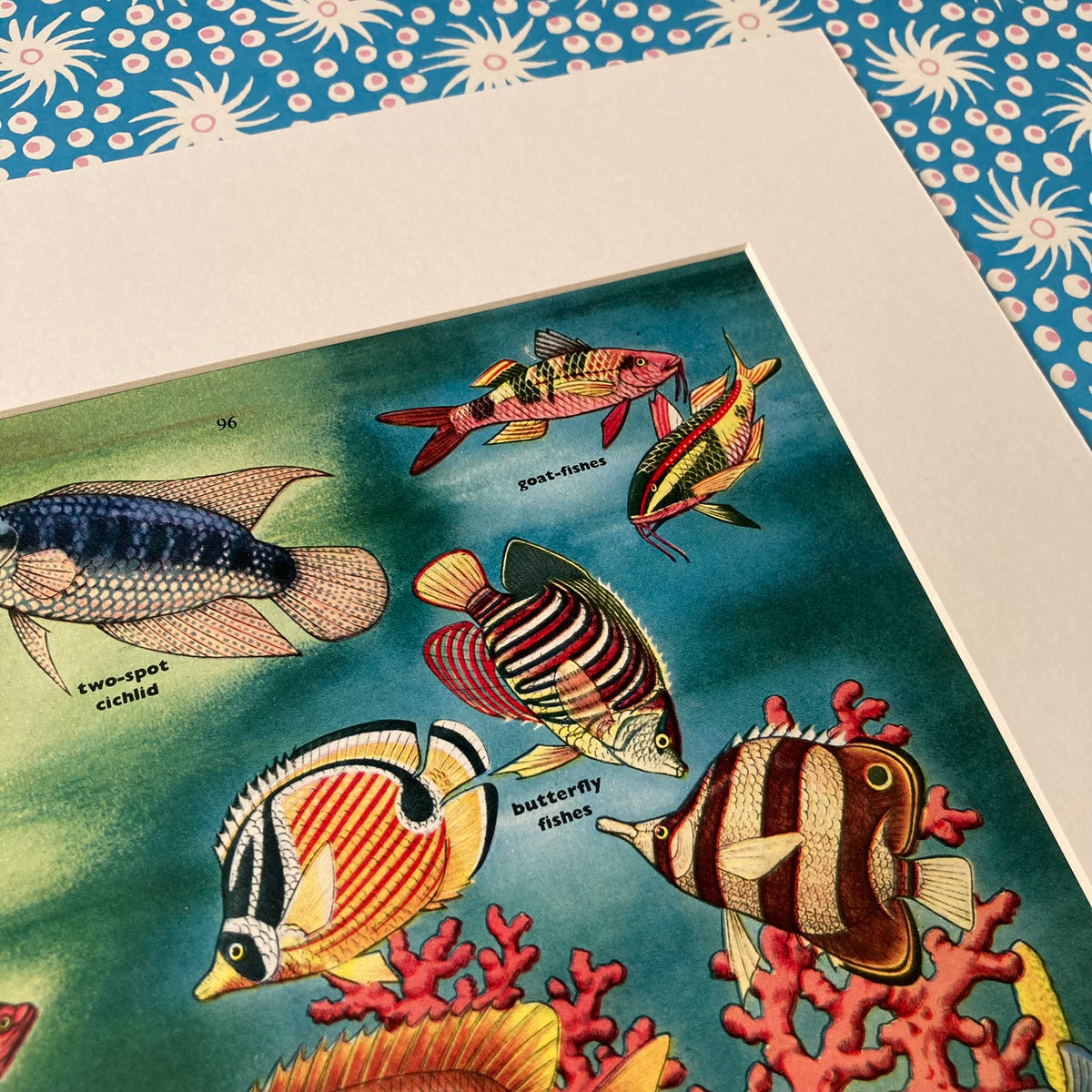 1950s Tropical Fish Mounted Print ~ 30 x 40cm